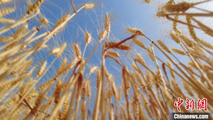 新疆阿克苏市夏收开镰 “麦”向丰收