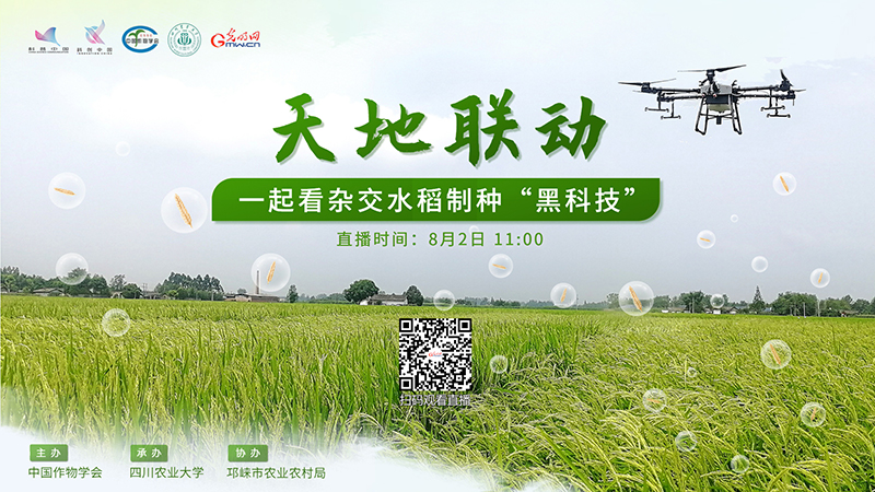 直播预告｜天地联动 一起看杂交水稻制种“黑科技”