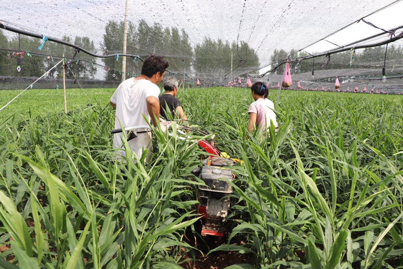 打造区域特色农产品 “姜”产业推动乡村振兴