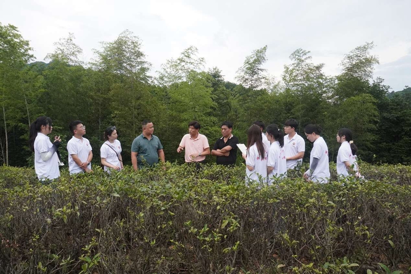 湖南农大博士团“支招”，助力茶产业绿色发展