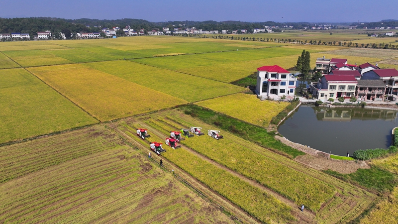 衡山：20.11万亩晚稻开镰收割
