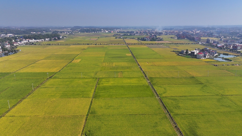 衡山：20.11万亩晚稻开镰收割