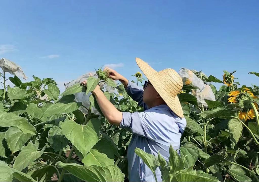 乡村行·看振兴丨黑龙江甘南：校县共建 为农业插上科技的翅膀