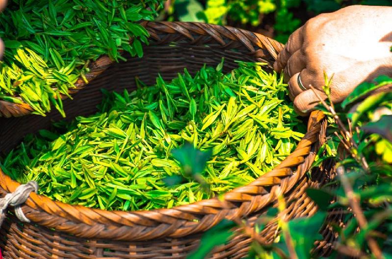 首个茶树泛基因组图谱发布 为茶树育种改良提供重要靶标
