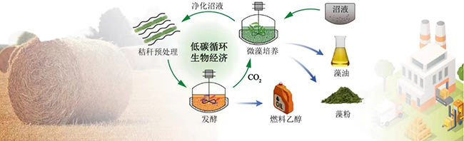 最新研究：小球藻联产技术助力低碳循环生物经济