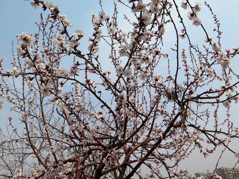 春光正好，“她”在丛中笑：绚丽多姿的碧桃