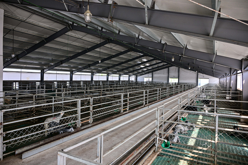 走进单县羊业科技小院：山羊产业焕发新生机