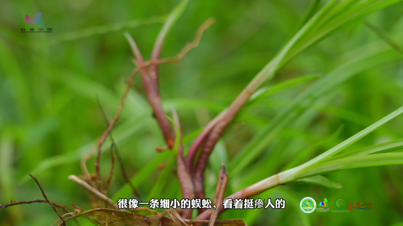 【热作科普】水蜈蚣：姓名“凶猛”的“温柔”植物