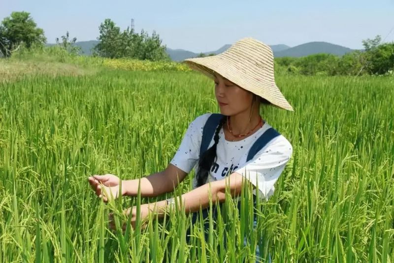 钟吸秀：生态种养，让水稻田变身“天鹅湖”