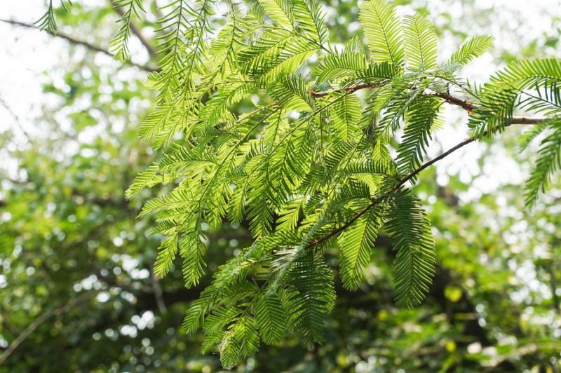 水杉：从化石中“复活”的孑遗植物