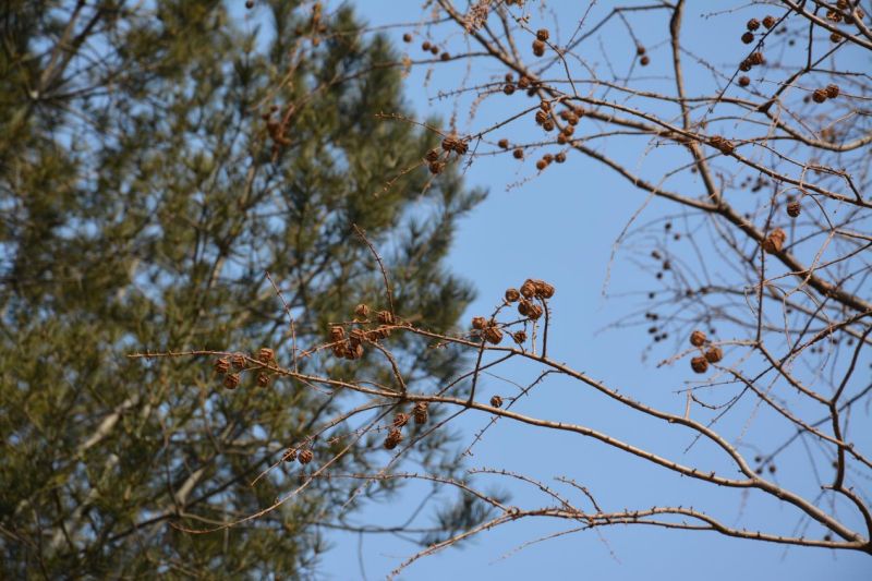 水杉：从化石中“复活”的孑遗植物