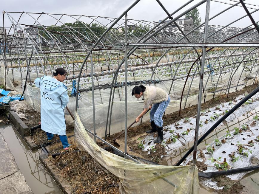 抗旱防涝 蔬菜产业专家团技术援助农民救灾减灾