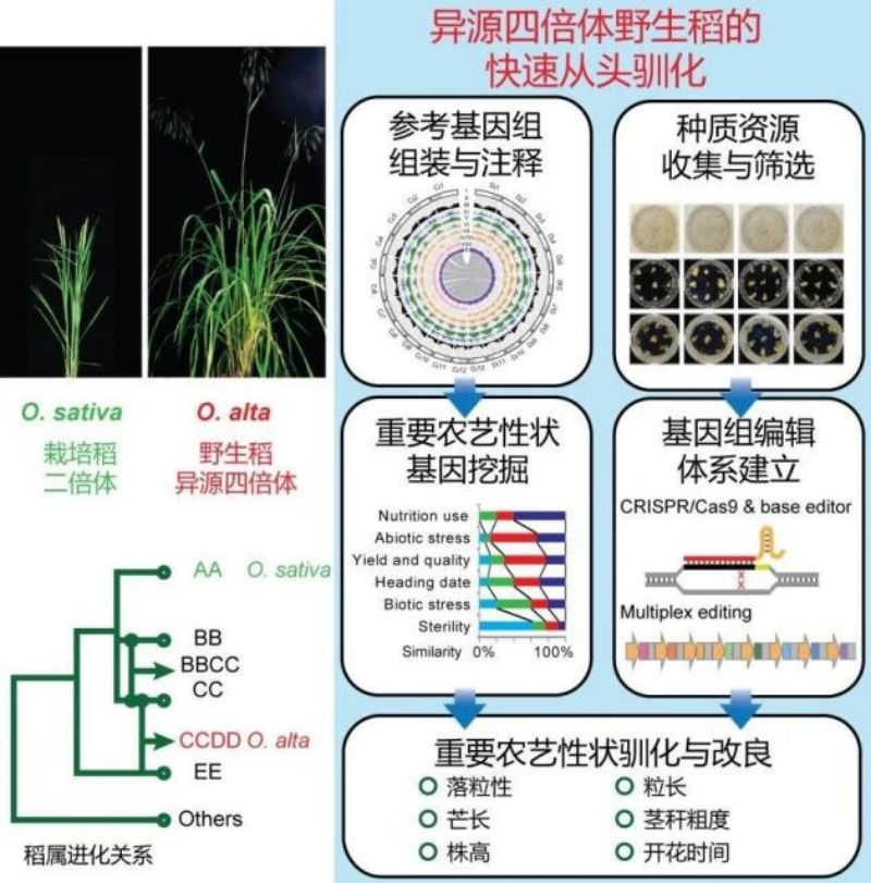 基因编辑技术之“源”力量：加速作物从头驯化