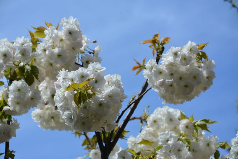 花中为何“结出”叶片？认识樱花家族的奇特成员