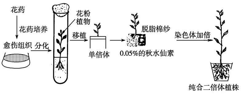 “茄子家族”如何变得五彩斑斓？生物育种技术助力种源攻关