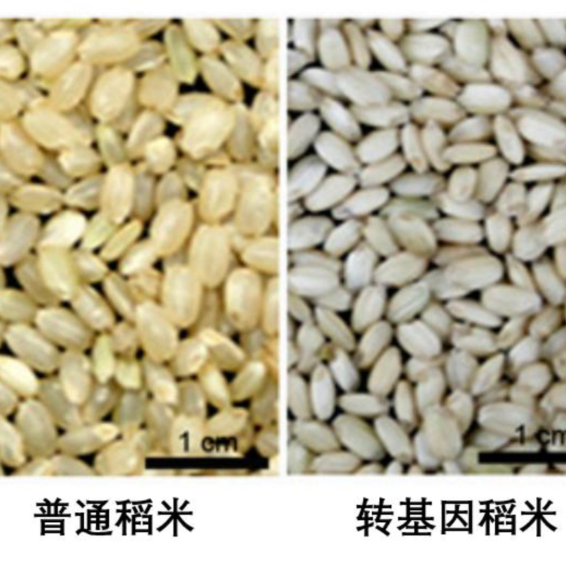 全球领跑：生物技术构筑“稻田造血厂”