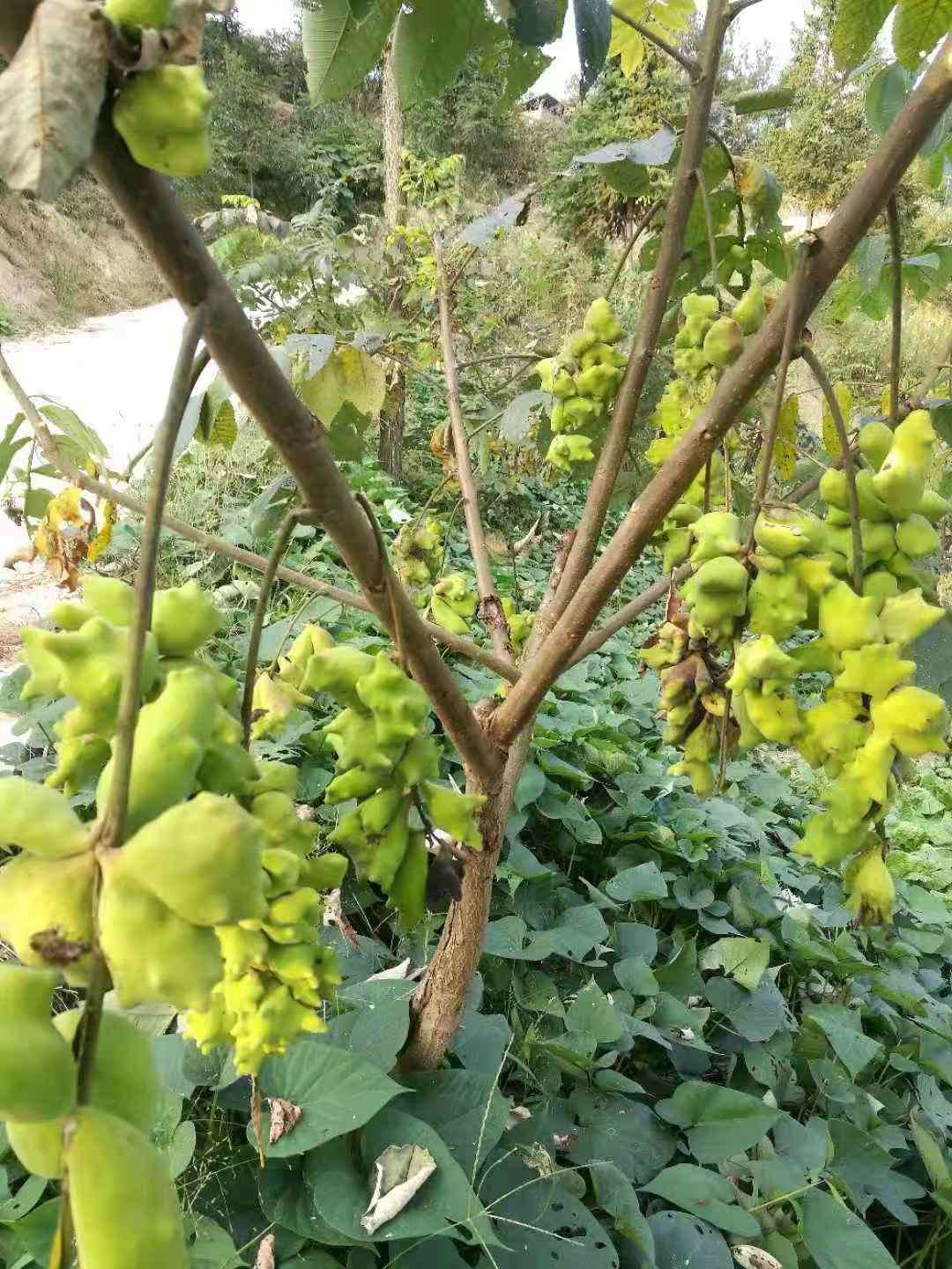 科技杠杆撬动酉阳五倍子变身富民大产业