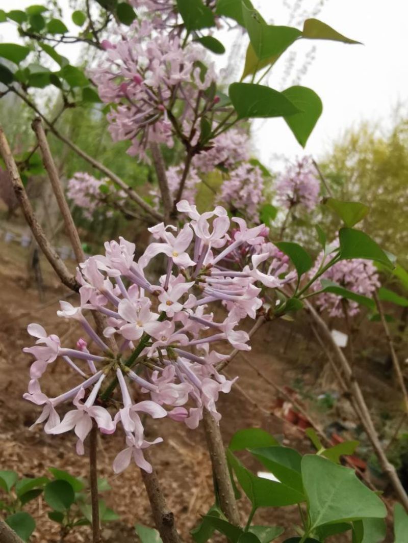 解读丁香：兼具诗意和实用价值的“宝藏植物”