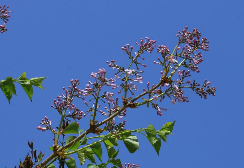 解读丁香：兼具诗意和实用价值的“宝藏植物”