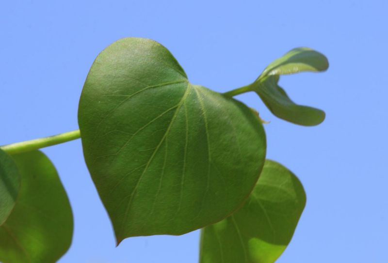 解读丁香：兼具诗意和实用价值的“宝藏植物”