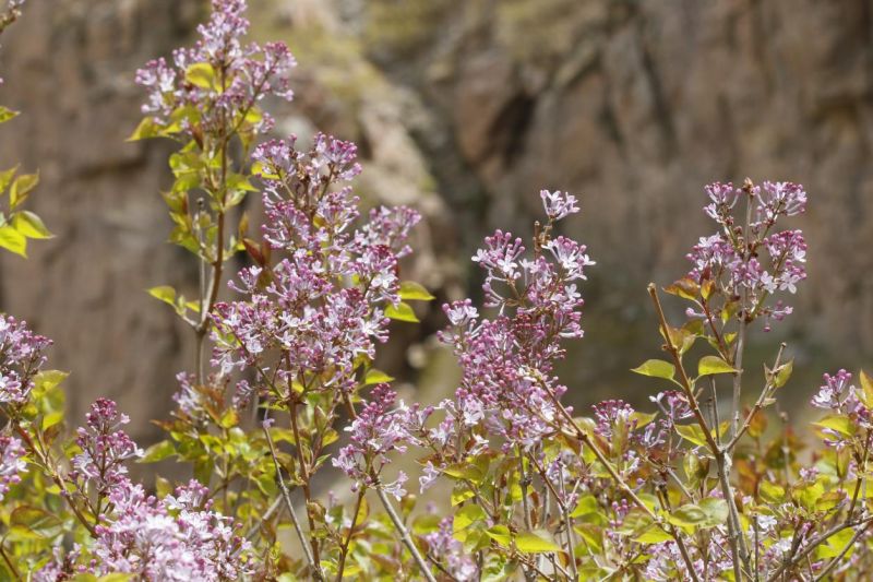 解读丁香：兼具诗意和实用价值的“宝藏植物”