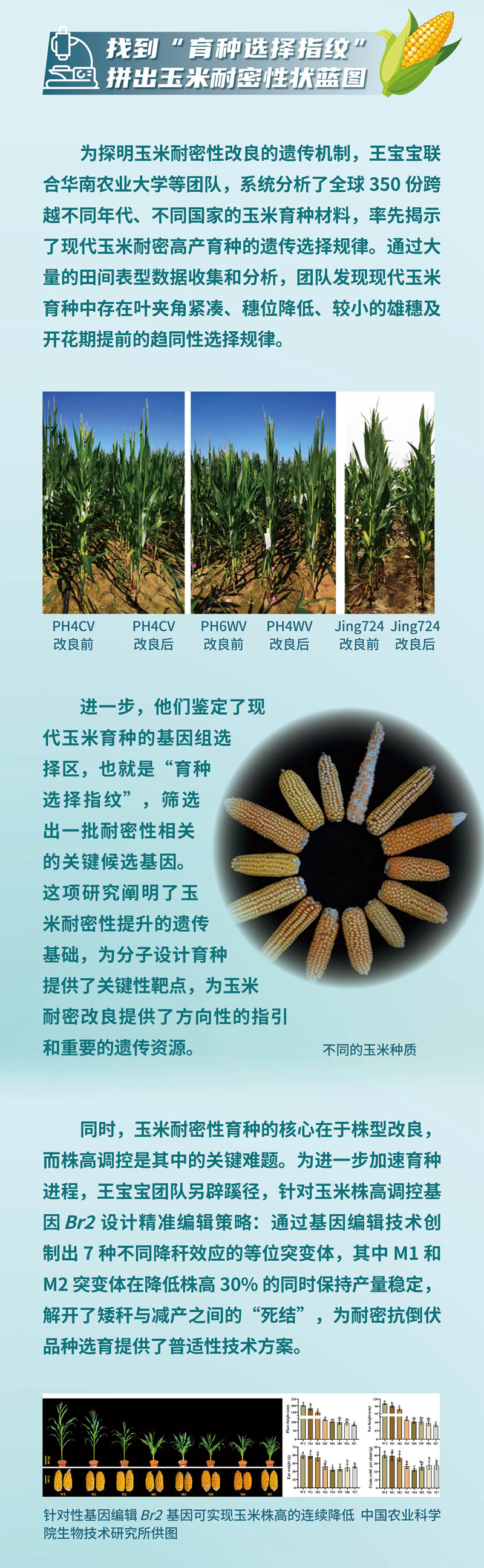 【大国粮策】我的中国芯｜王宝宝：在玉米基因里书写“中国芯”