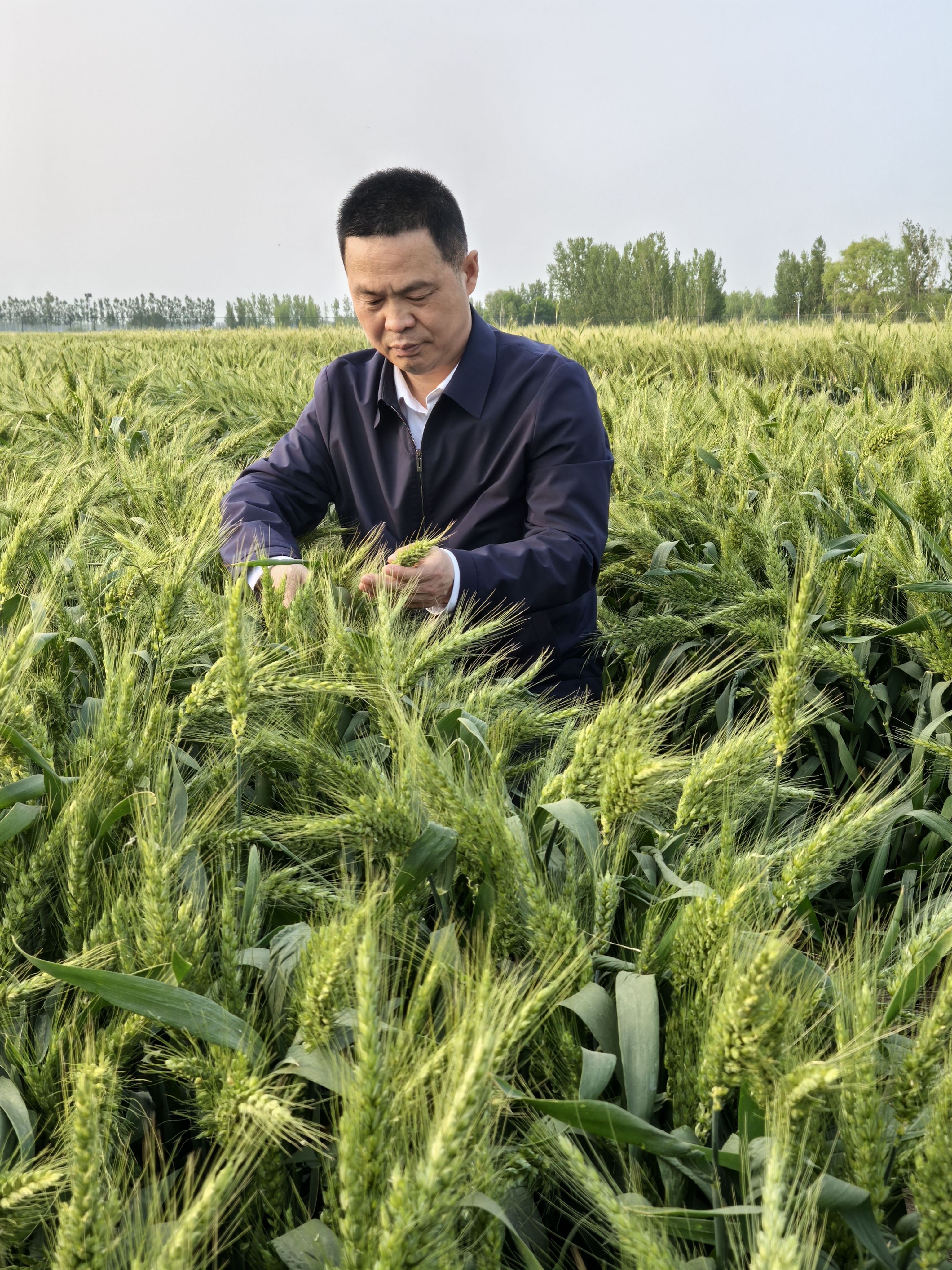 中国种子守护粮食安全，端稳端好十四亿人饭碗