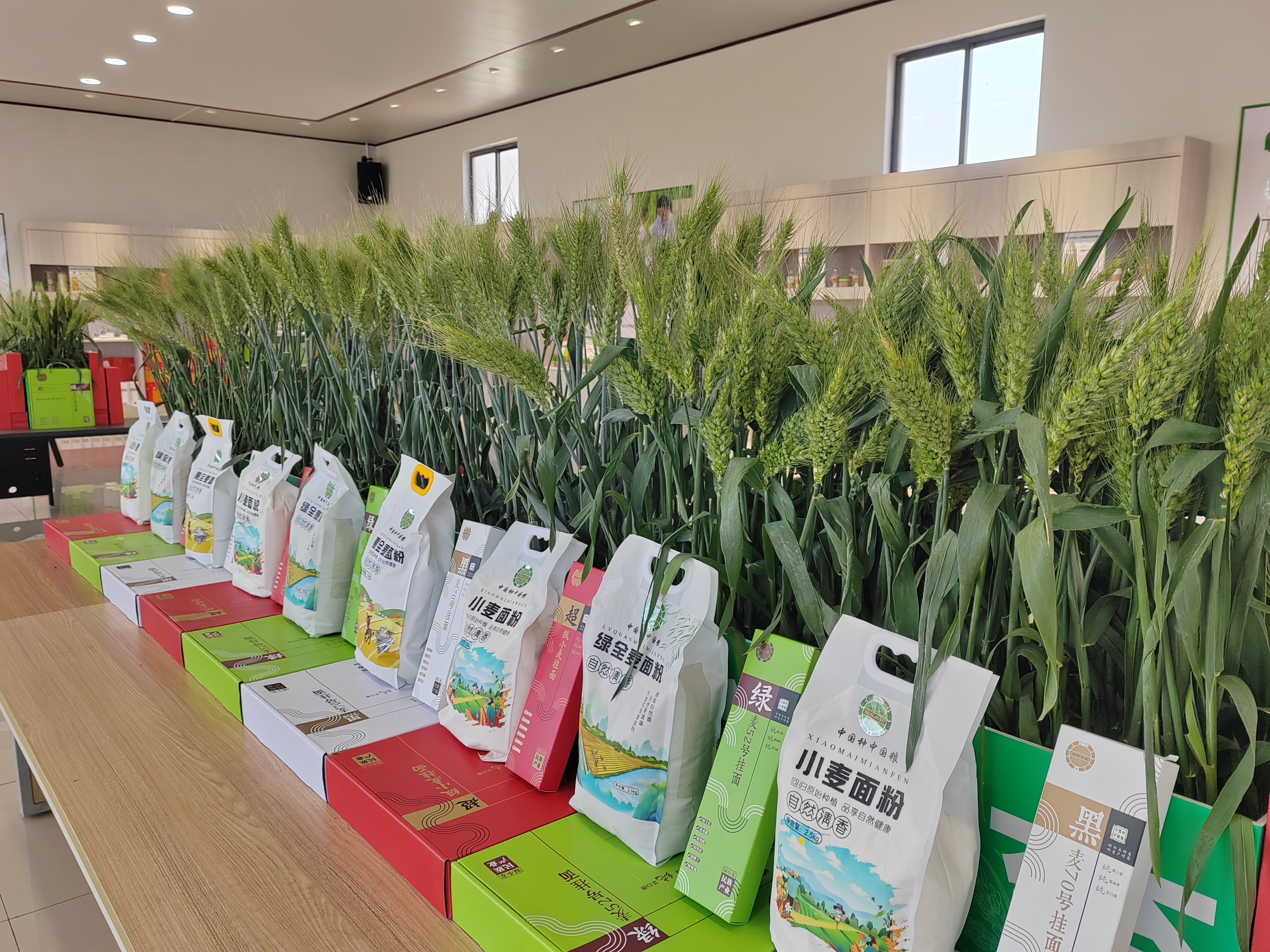 中国种子守护粮食安全，端稳端好十四亿人饭碗