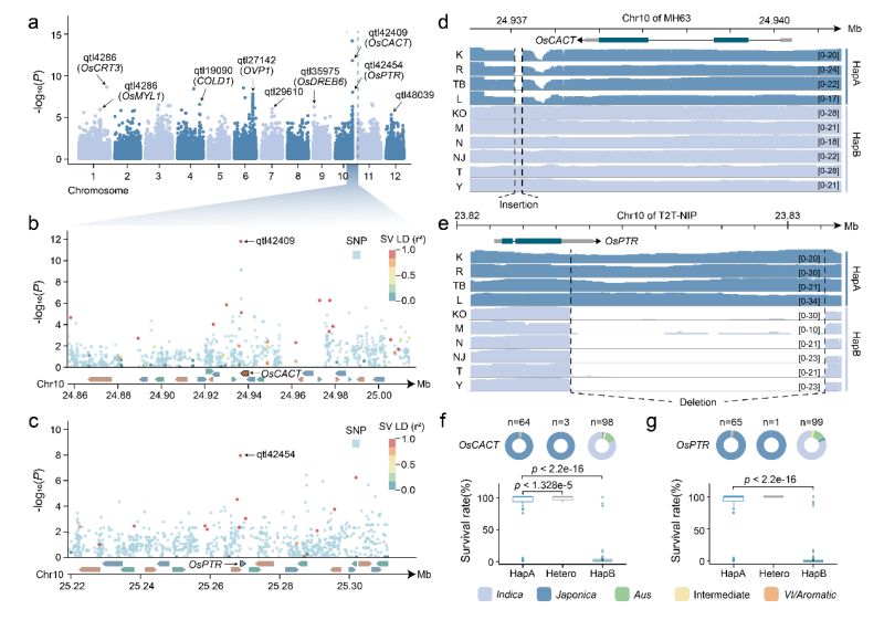 冷到发抖？转座子助力植物修炼抗冻“超能力”