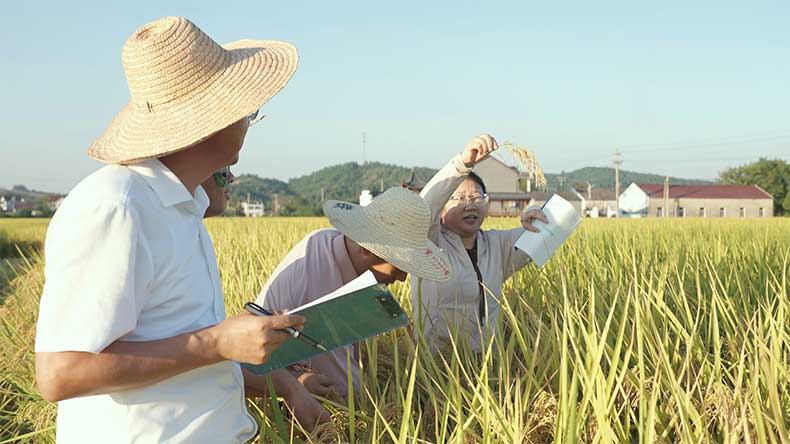 单产720公斤/亩，同比增幅达24%，安徽这片稻田藏着“硬科技”