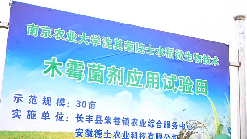 1亩稻田多投入3元，收益净增150元，秘密在这株“菌”里