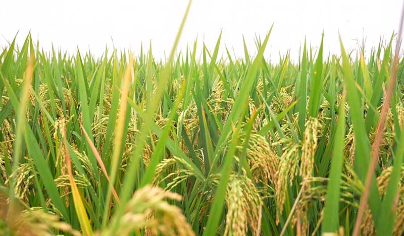 1亩稻田多投入3元，收益净增150元，秘密在这株“菌”里