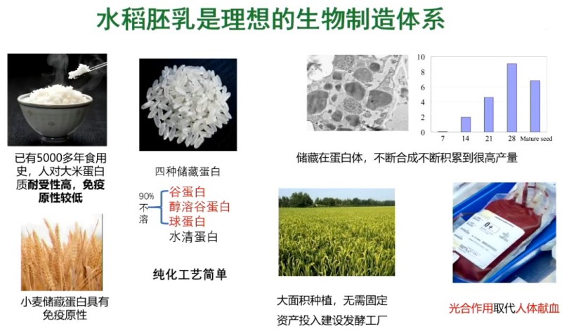 碗里的大米不简单!育种技术让它“种”出救命药 碗里的大米不简单!育种技术让它“种”出救命药