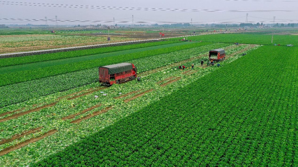 从“论斤卖”到“论个卖”，玉田蔬菜产业升级有何秘诀