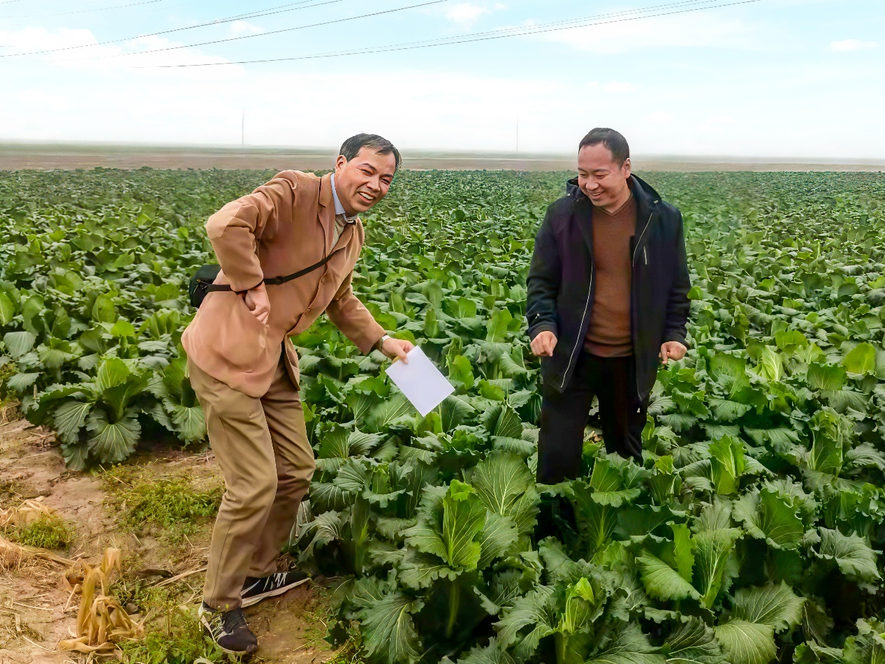 从“论斤卖”到“论个卖”，玉田蔬菜产业升级有何秘诀