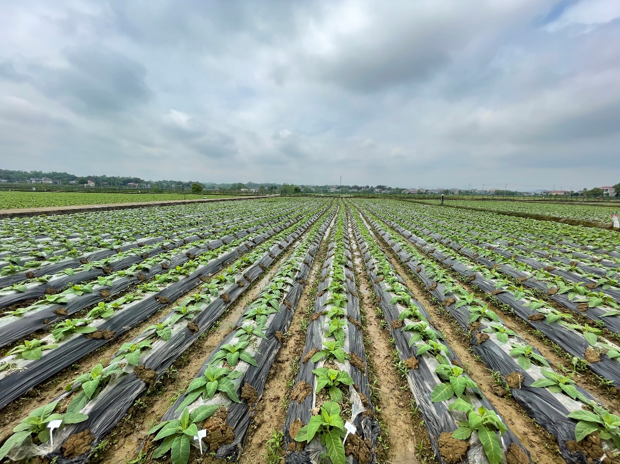 破译代谢密码！烟草变身植物合成工厂有了“导航罗盘”