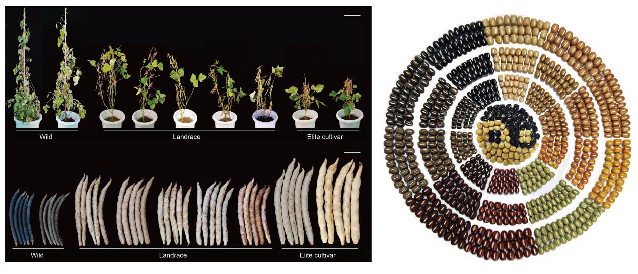 红小豆基因密码破解，为精准育种按下“加速键”