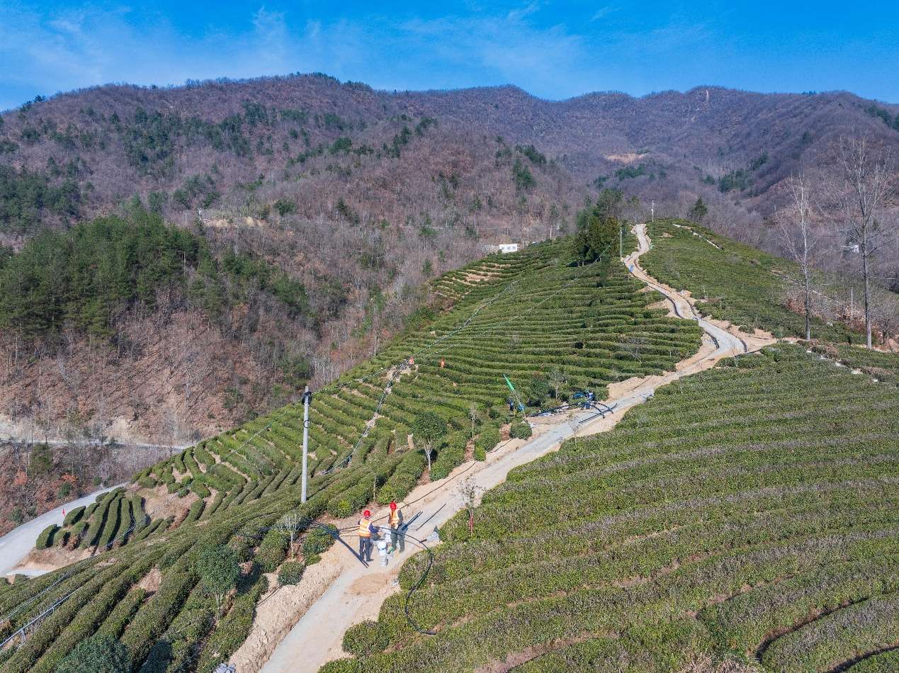 湖北保康：构建起从“茶园”到“茶杯”的全链条数字化品控体系