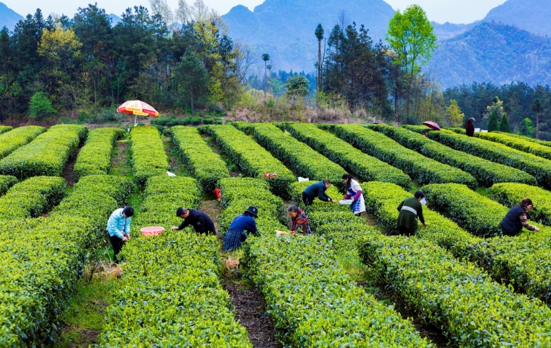 “转转工”互助赋能，绘就乡村治理新图景