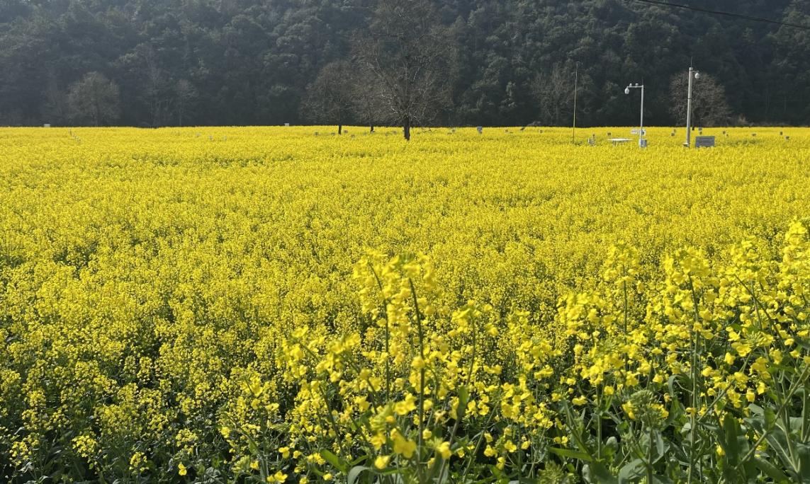 科技赋能乡村振兴 第五届中国（婺源）油菜花经济研讨会召开