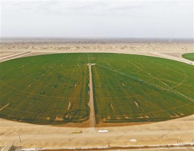 沙漠边也能种小麦