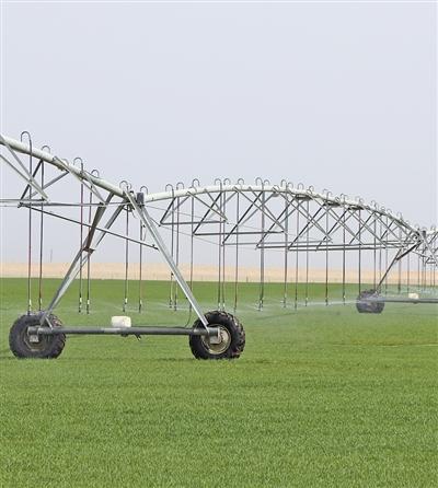 沙漠边也能种小麦