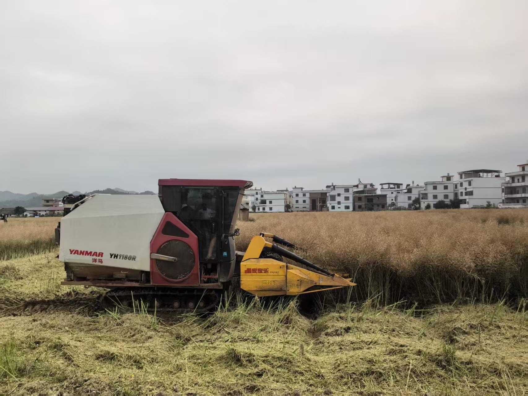 166天成熟！油菜新品种让冬闲田变身“健康油田”