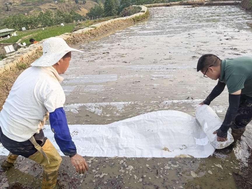 纸上种稻焕新！红河元阳梯田将告别千年弯腰插秧