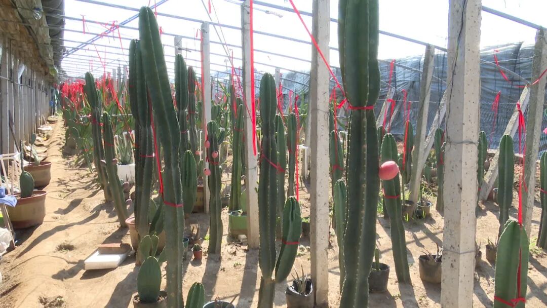 乐亭调优种植结构 特色果蔬激活乡村振兴新动能