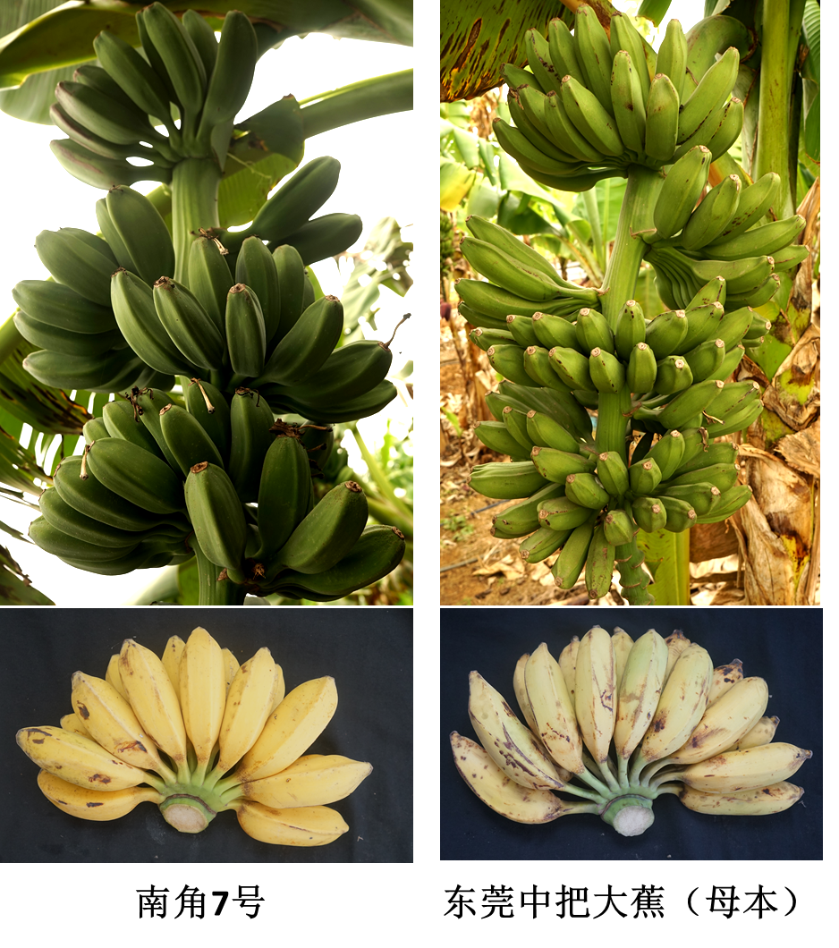 香蕉家族+8！南亚所8个香蕉新品种保护权获批