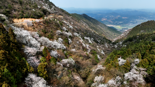 湖南衡山：紫盖峰千亩野山樱迎来最佳观赏期