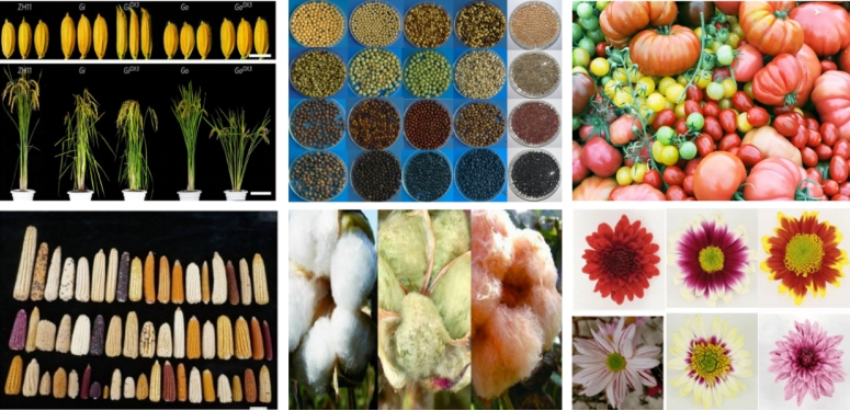 植物表型组学——用前沿科技铺陈未来农业画卷
