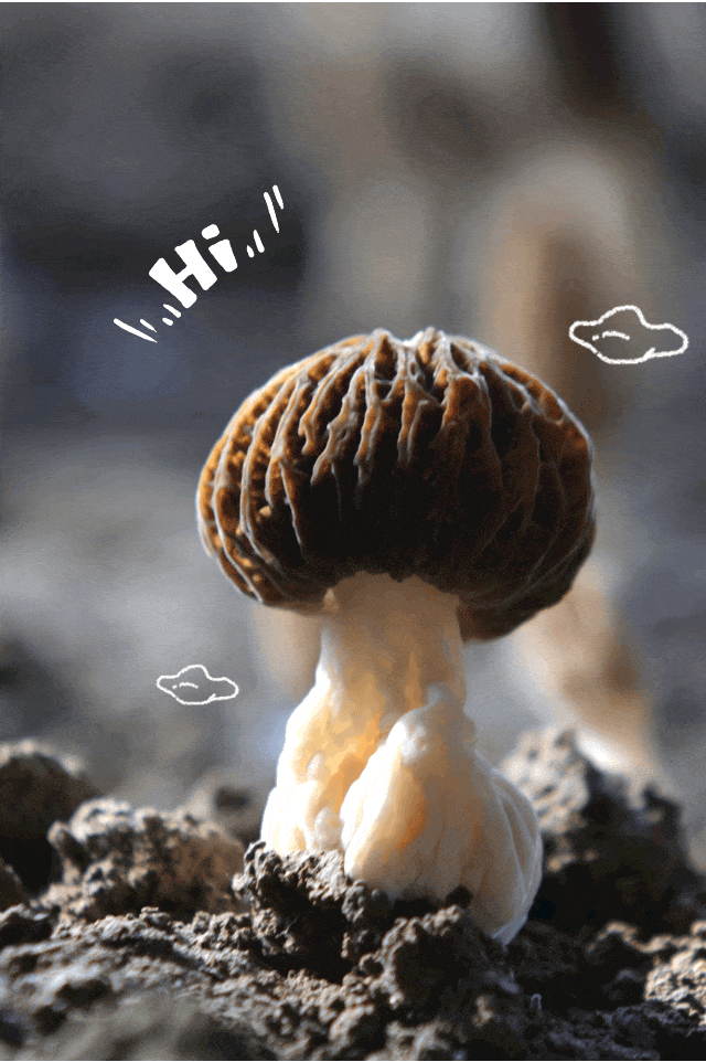 蘑菇界的“爱马仕”，原来是它