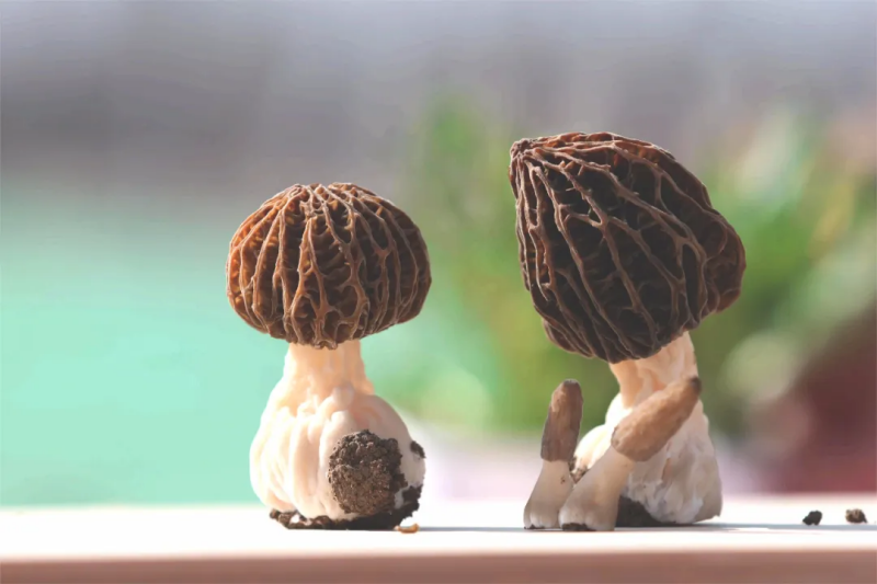 蘑菇界的“爱马仕”，原来是它
